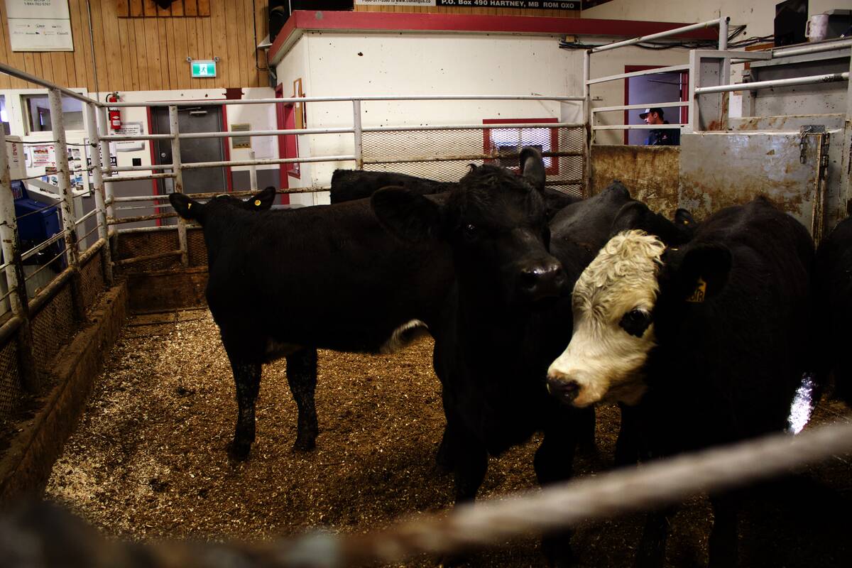 Black and crossbred cattle penned at the Gladstone Auction Mart in Gladstone, Man., where traceability regulations require reporting of arrivals and departures. Photo: Greg Berg