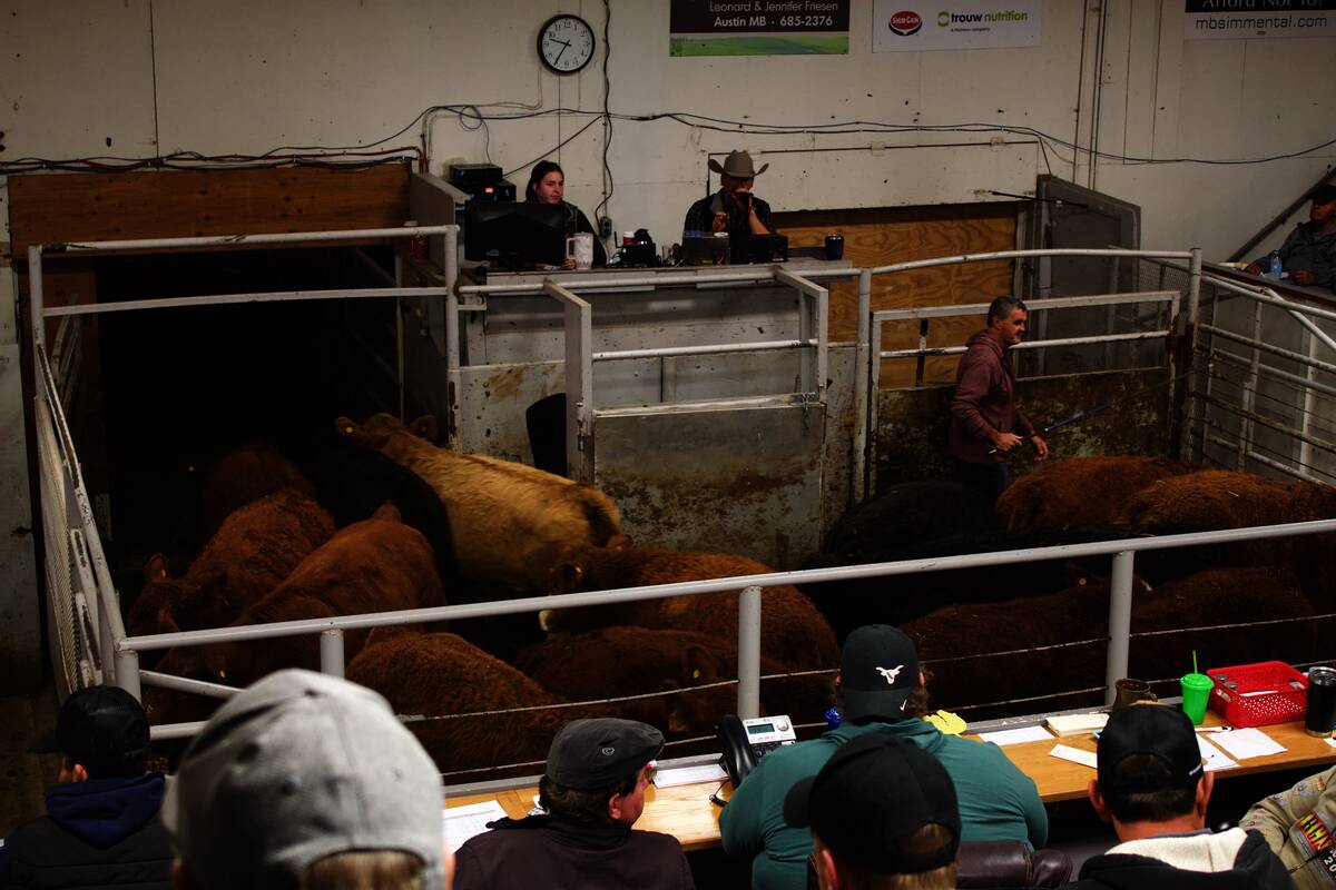 Cattle moving through an auction ring as buyers watch from tiered seating, with staff managing the sale from an elevated booth. Photo: Greg Berg
