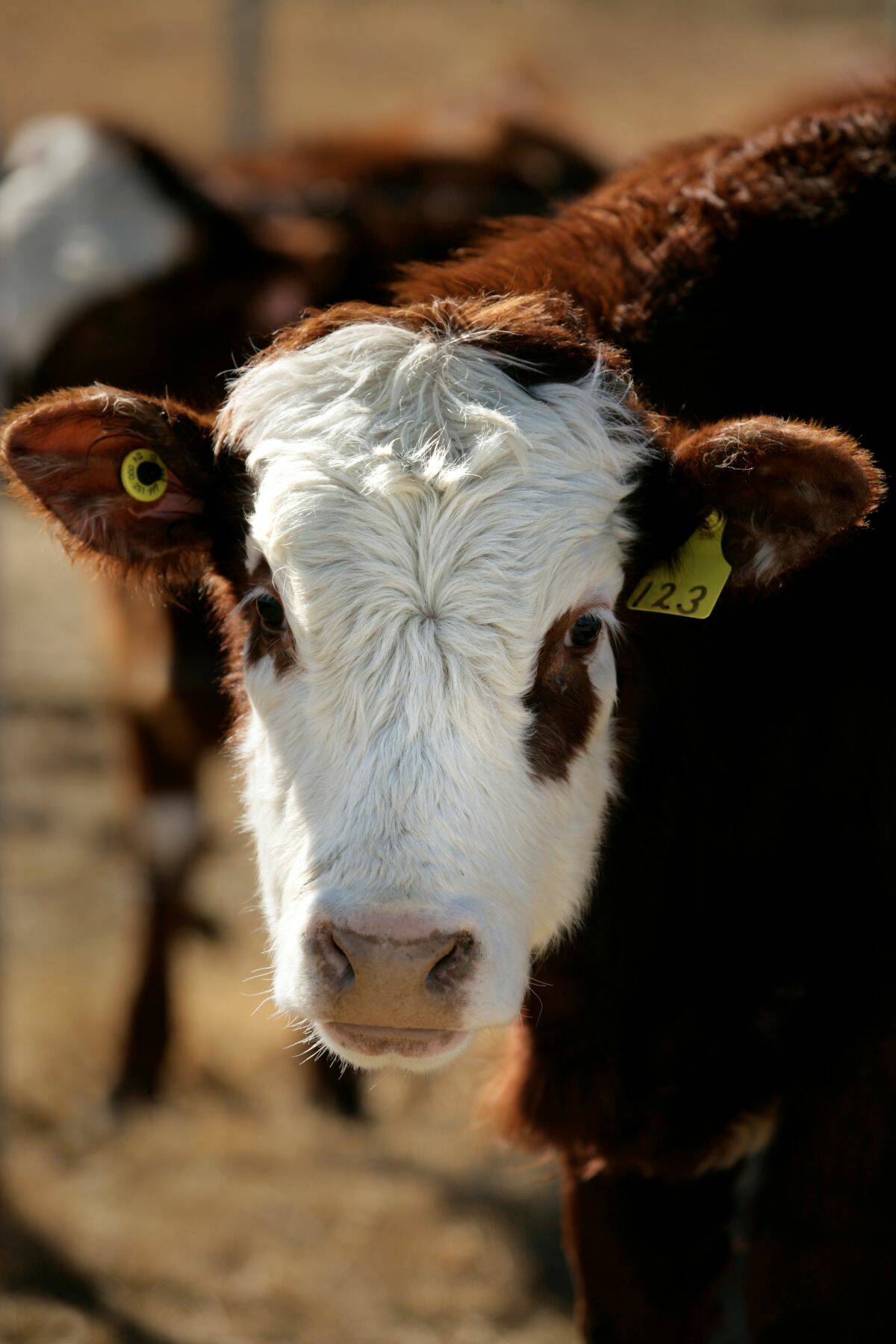 A young Hereford calf with a yellow ear tag looks directly at the camera in a feedlot pen. Photo: Canada Beef