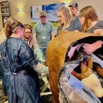 Participants in protective aprons practise calving techniques on a life-sized veterinary cow simulator at an indoor training event. Photo: Alexis Stockford