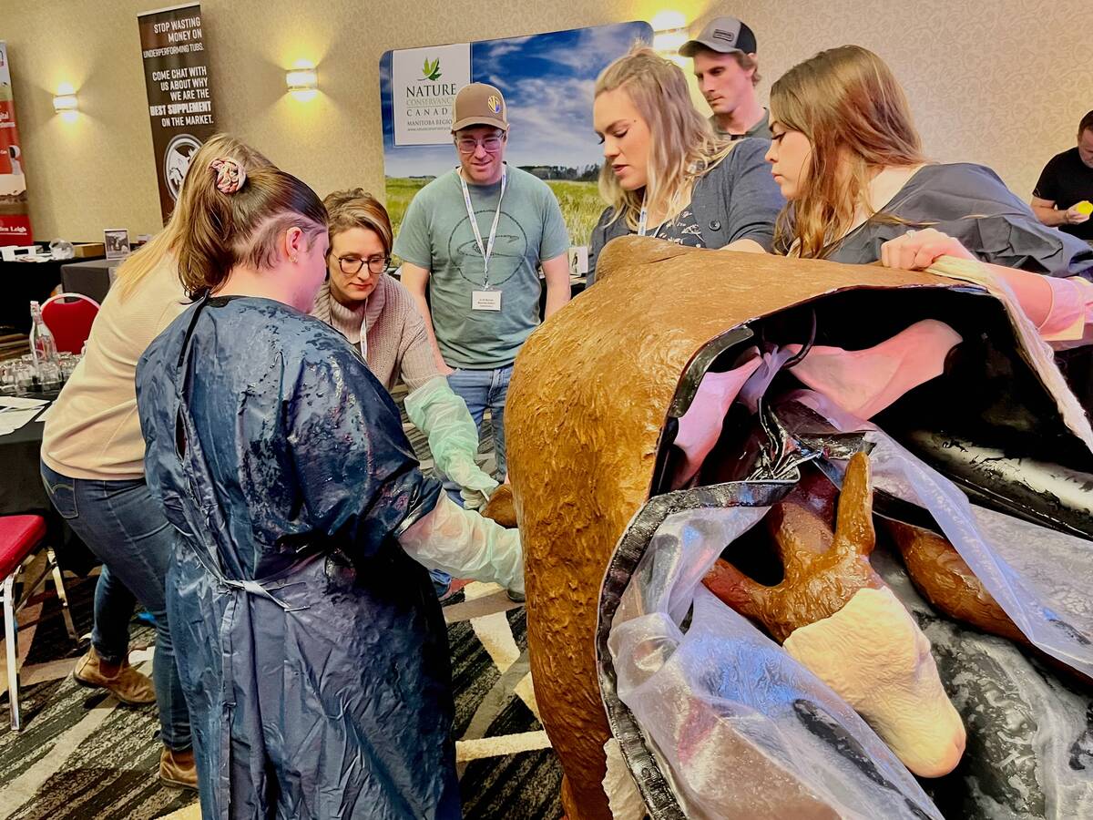 Participants in protective aprons practise calving techniques on a life-sized veterinary cow simulator at an indoor training event. Photo: Alexis Stockford