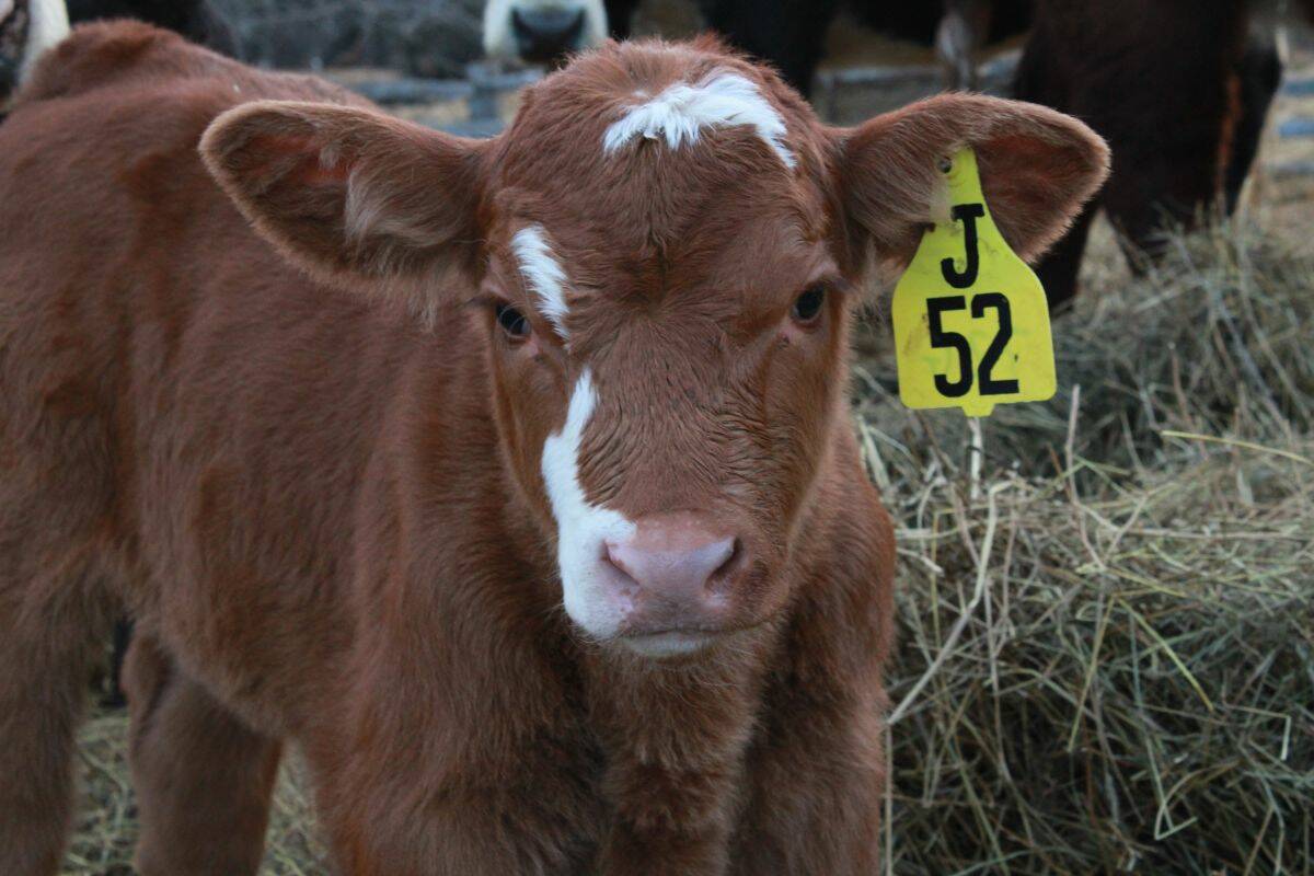 Young red and white Hereford-cross calf with a yellow J52 ear tag standing in a pen with hay. Photo: Melissa Jeffers-Bezan