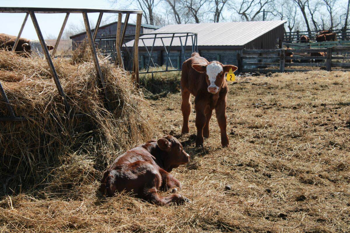 A cow and calf rest in a calving pen near round bales, with other cattle and farm buildings in the background. Photo: Melissa Jeffers-Bezan
