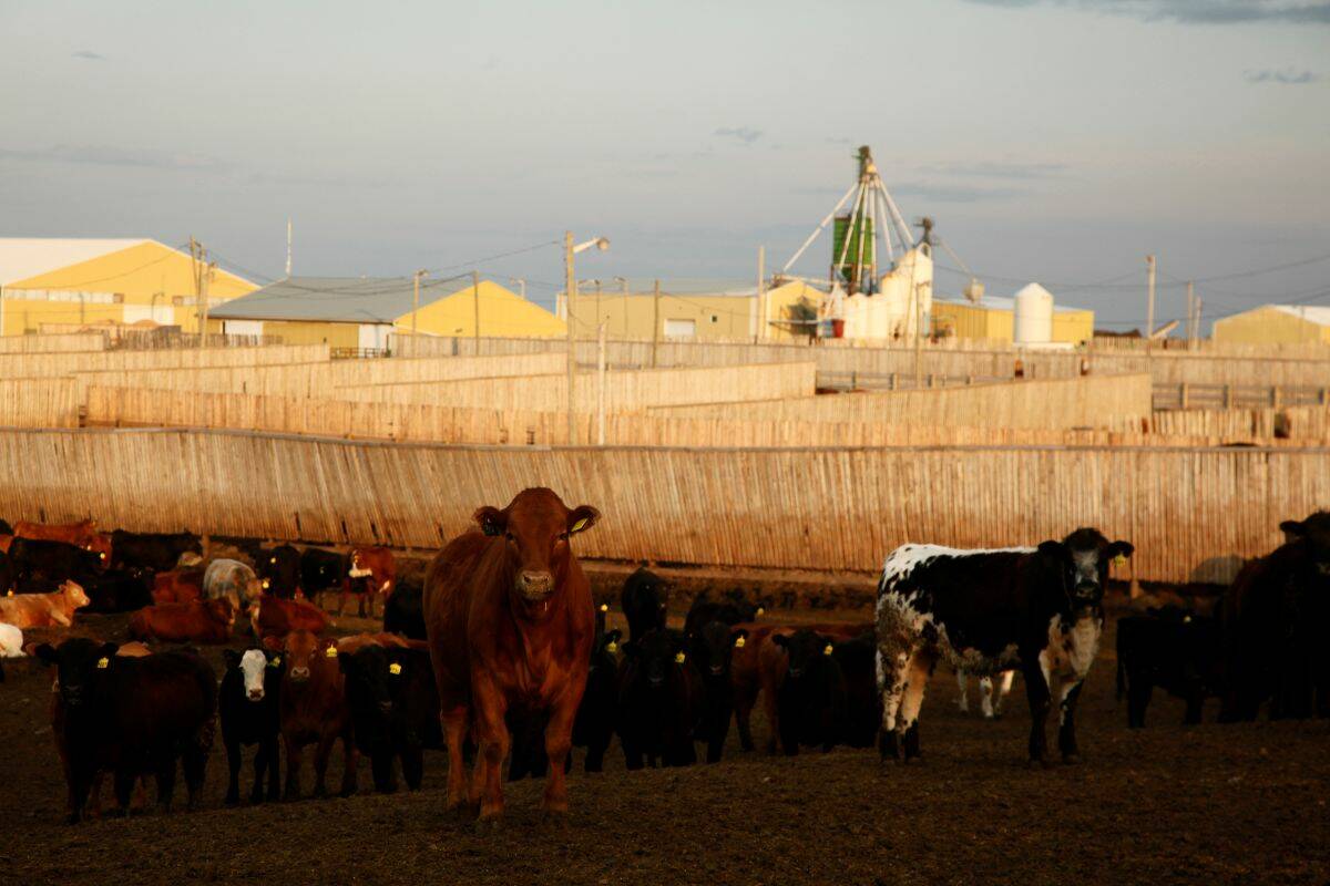 Cattle in a southern Alberta feedlot at dusk, with yellow feedlot buildings and grain bins visible in the background. Photo: Canada Beef.