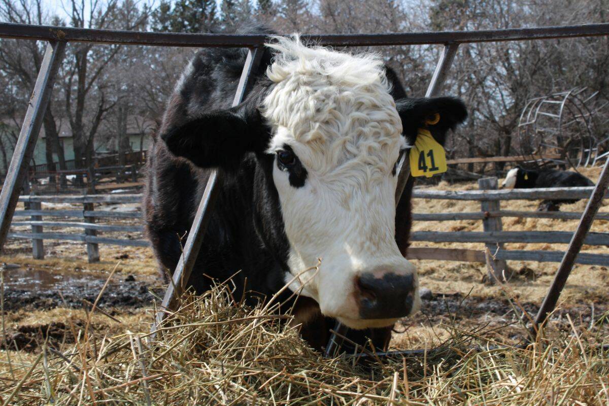 A black and white cow with ear tag 41 eats hay at a fence in a farm pen, representing the consumer beef demand expected to strengthen in Q2 2026. Photo: Melissa Jeffers-Bezan