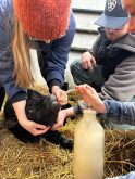 Fourth-year veterinary students tube feed a newborn beef calf on straw at the University of Saskatchewan's Livestock and Forage Centre of Excellence. Photo: supplied