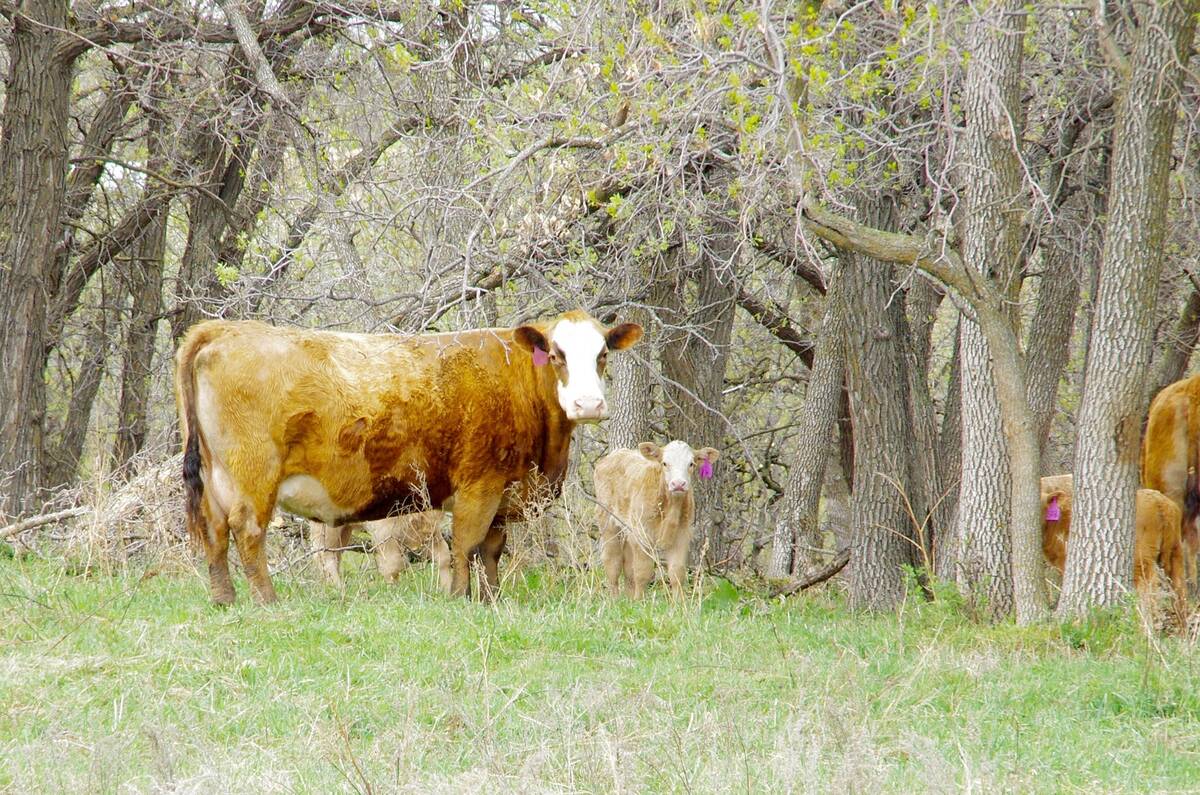 A cow and her calf stand among trees at pasture in spring. Photo: Alexis Stockford