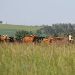 A small herd of beef cattle stands in tall grass on a rolling green hillside in southern Alberta's Porcupine Hills. Photo: Melissa Jeffers-Bezan.