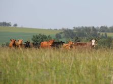 A small herd of beef cattle stands in tall grass on a rolling green hillside in southern Alberta's Porcupine Hills. Photo: Melissa Jeffers-Bezan.
