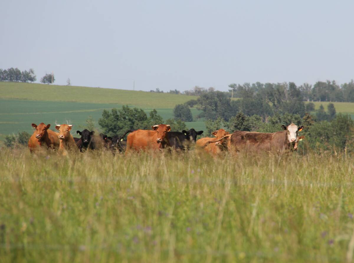 A small herd of beef cattle stands in tall grass on a rolling green hillside in southern Alberta's Porcupine Hills. Photo: Melissa Jeffers-Bezan.