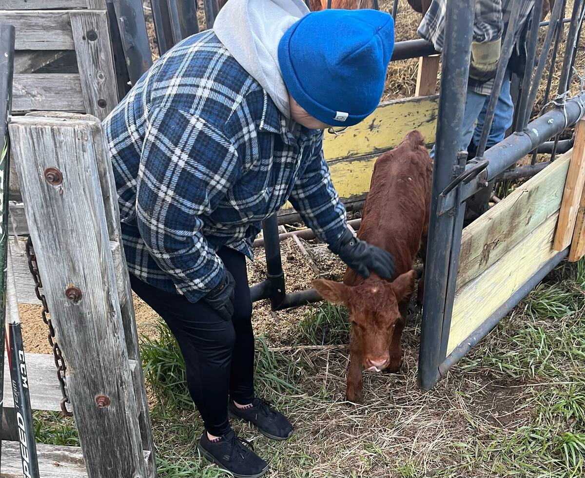 Melissa Jeffers-Bezan petting a calf in a chute. Photo: supplied