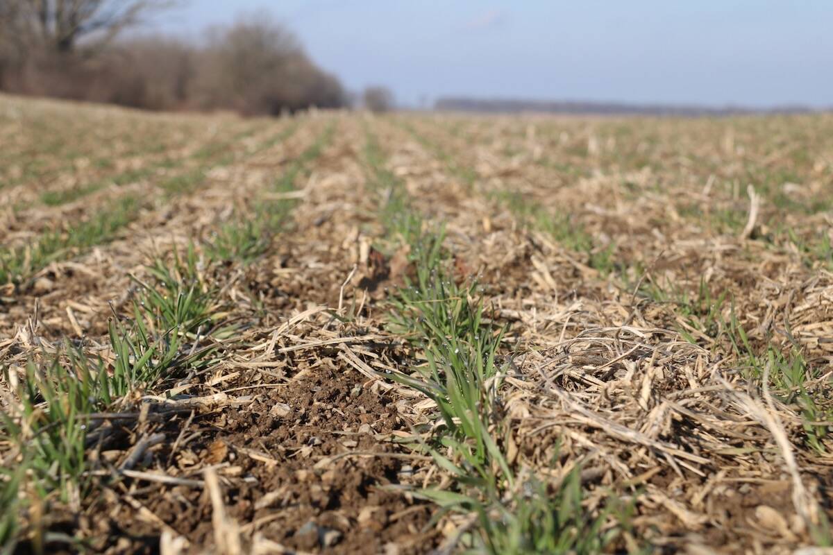 The U.S. Department of Agriculture reported the winter wheat crop at 34 per cent good to excellent as of April 12, down one point from the previous week and 13 points below last year. Photo: John Greig
