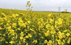 A trader said there’s more to canola futures than spillover from crude oil and the Chicago soy complex. That rolling out of the May contract and exports also affect canola prices. Photo: Zak McLachlan
