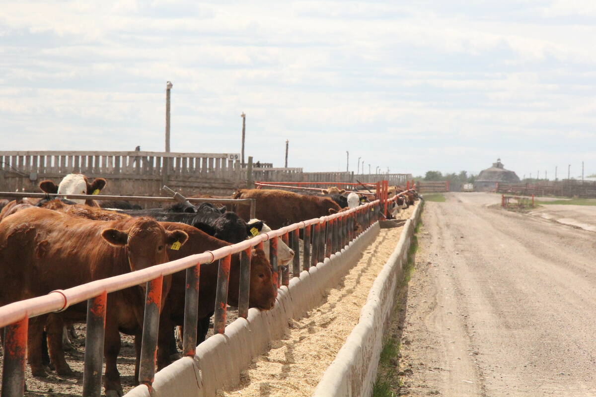 Seasonal price trends should be supporting domestic grain bids, as feed supplies tighten ahead of cattle going out to pasture and the new crop. Photo: Lisa Guenther

